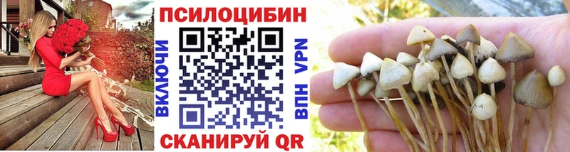наркотики Чита Галлюциногенные грибы Psilocybe